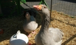 Tiermarkt_Lembeck_20080504_1600px_Foto_Lembecker.de_Frank_Langenhorst_28