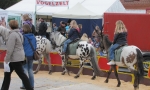 Tiermarkt_Lembeck_20120506_Foto_Lembecker.de_Frank_Langenhorst_006