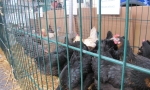 Tiermarkt_Lembeck_20120506_Foto_Lembecker.de_Frank_Langenhorst_021