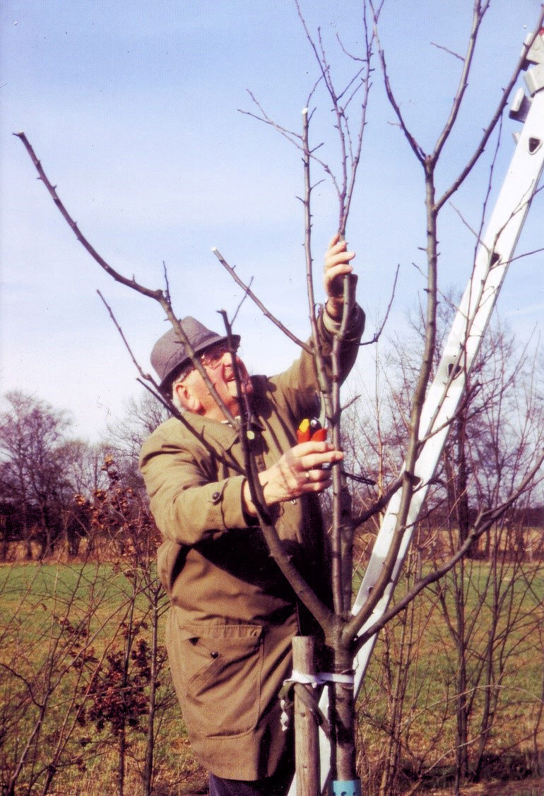 Obstbaumschnitt